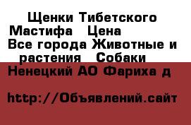 Щенки Тибетского Мастифа › Цена ­ 90 000 - Все города Животные и растения » Собаки   . Ненецкий АО,Фариха д.